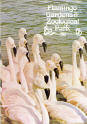 Flamingo Gardens Guide 1981 - Chilean Flamingos.